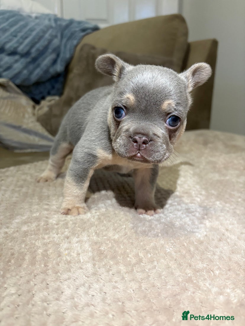 French Bulldog dogs Male French bulldog puppy in Walsall - Advert 1