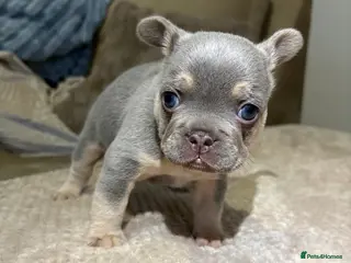 French Bulldog dogs Male French bulldog puppy in Walsall - Advert 1
