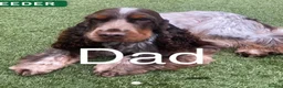 Cockapoo dogs for sale: F1b cockpoo pups cockerpoo mumXcocker spaniel dad - Advert 26