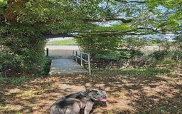 Alapaha Blue Blood Bulldog dogs for sale: Blue Merle with one blue and one green eye Female - Advert 4