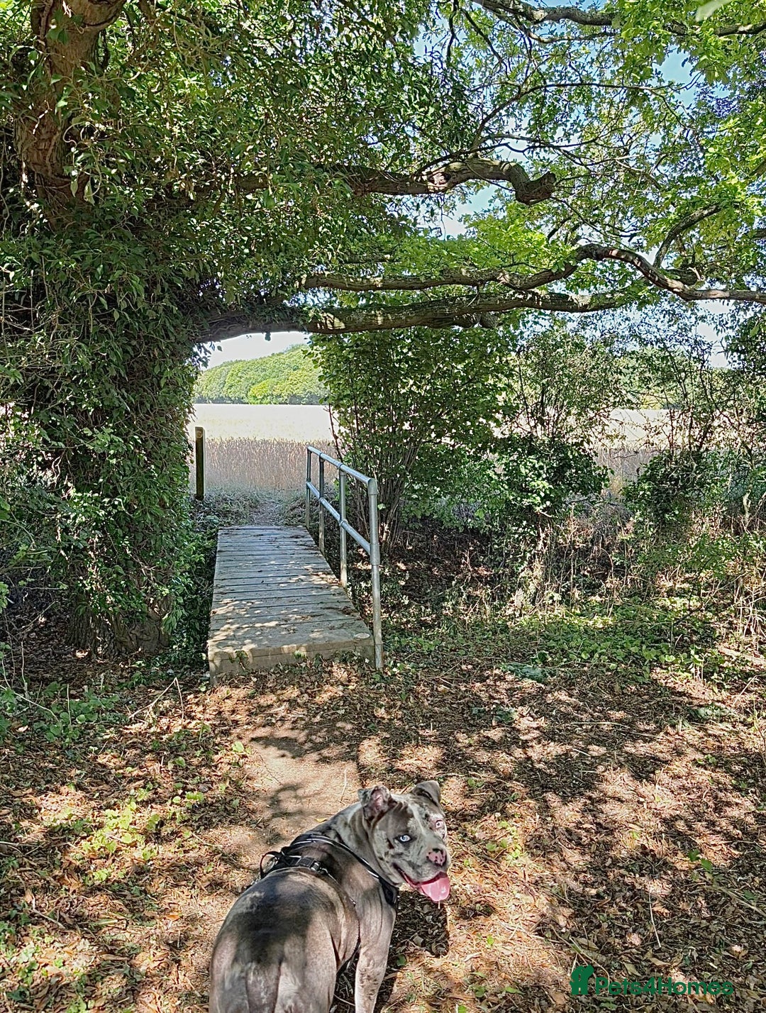 Alapaha Blue Blood Bulldog dogs for sale: Blue Merle with one blue and one green eye Female - Advert 4