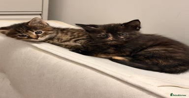 Mixed Breed cats - Advert 13