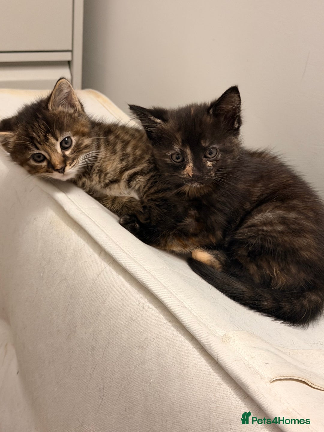 Mixed Breed cats for sale: Two female kittens for sale - Image 2