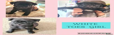 Pug 4 WHITE TOES
