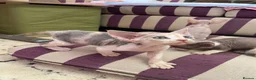 Devon Rex cats for sale: Beautiful pure Devon Rex kittens  - Advert 24
