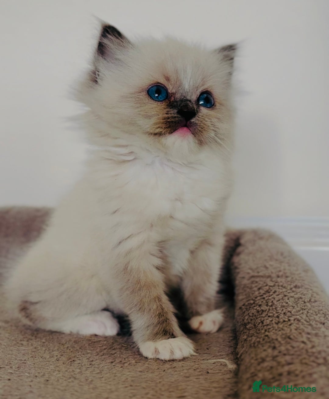 Ragdoll cats for sale: Full Pedigree beautiful Ragdoll kittens - Image 11