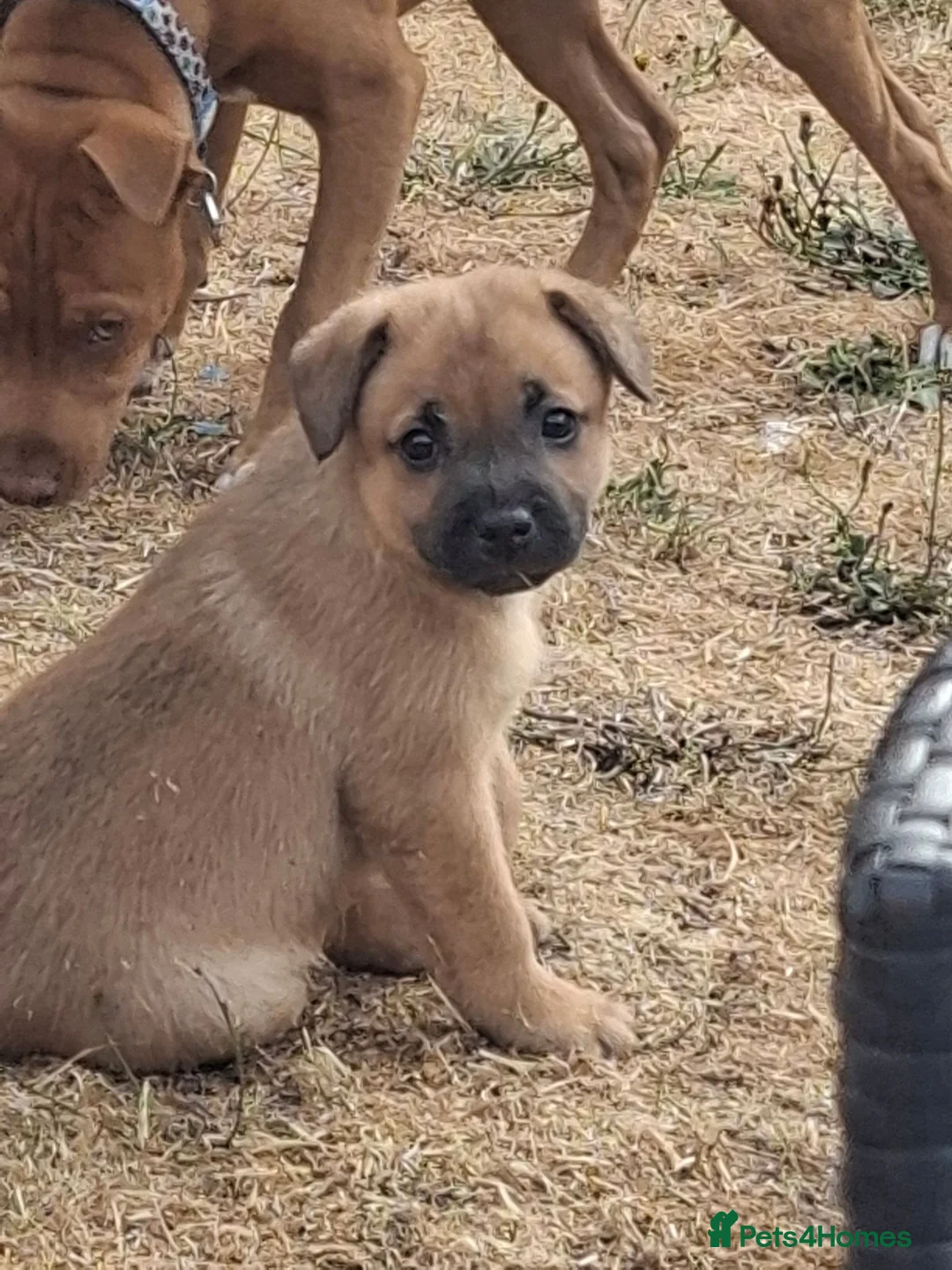 Mixed Breed dogs for sale: Fluffy staffies in Eastleigh - Advert 2