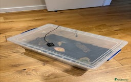 Snails invertebrates for sale: SILVER LEUCISTIC OVUMS TANK STARTER KIT IREDALEI  - Image 14
