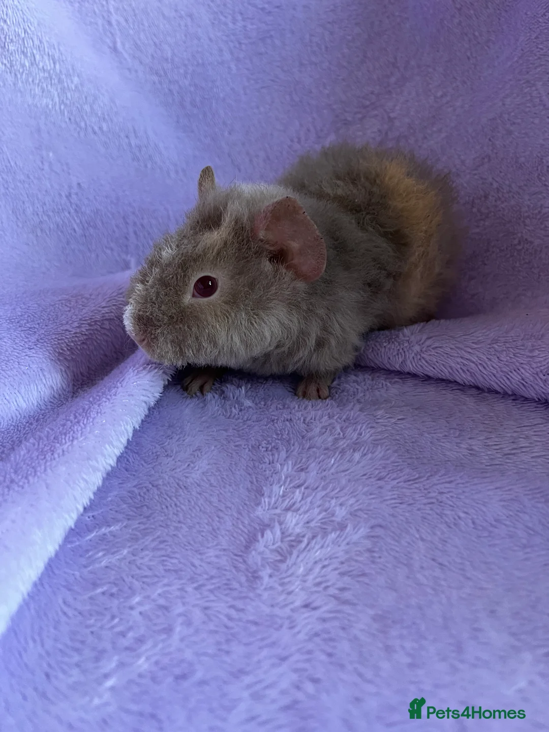 Guinea Pig rodents for sale: 2 teddy brothers  - Advert 4