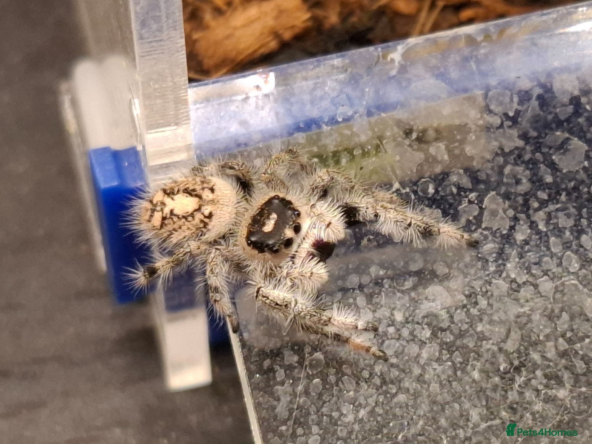 Spiders invertebrates 4 jumping spiders - Advert 18