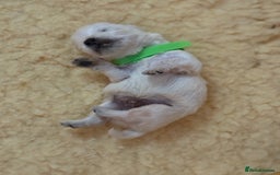 West Highland Terrier dogs for sale: West Highland Terrier Puppies for Loving Homes - Image 31