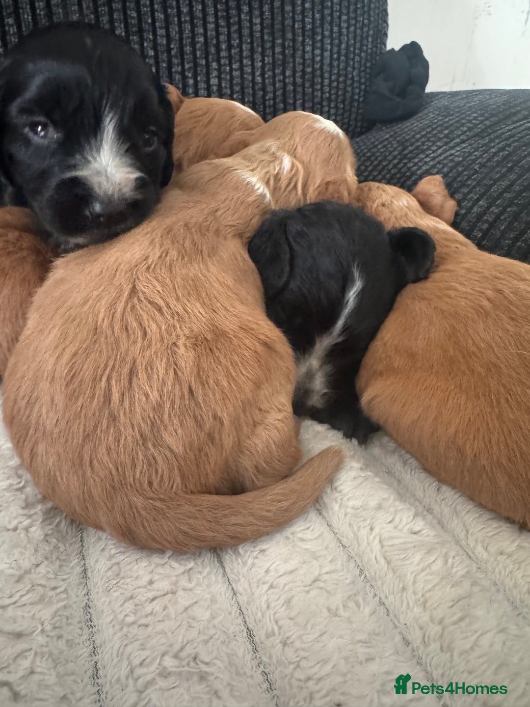 Cocker Spaniel dogs for sale: Cocker spaniels  - Image 9