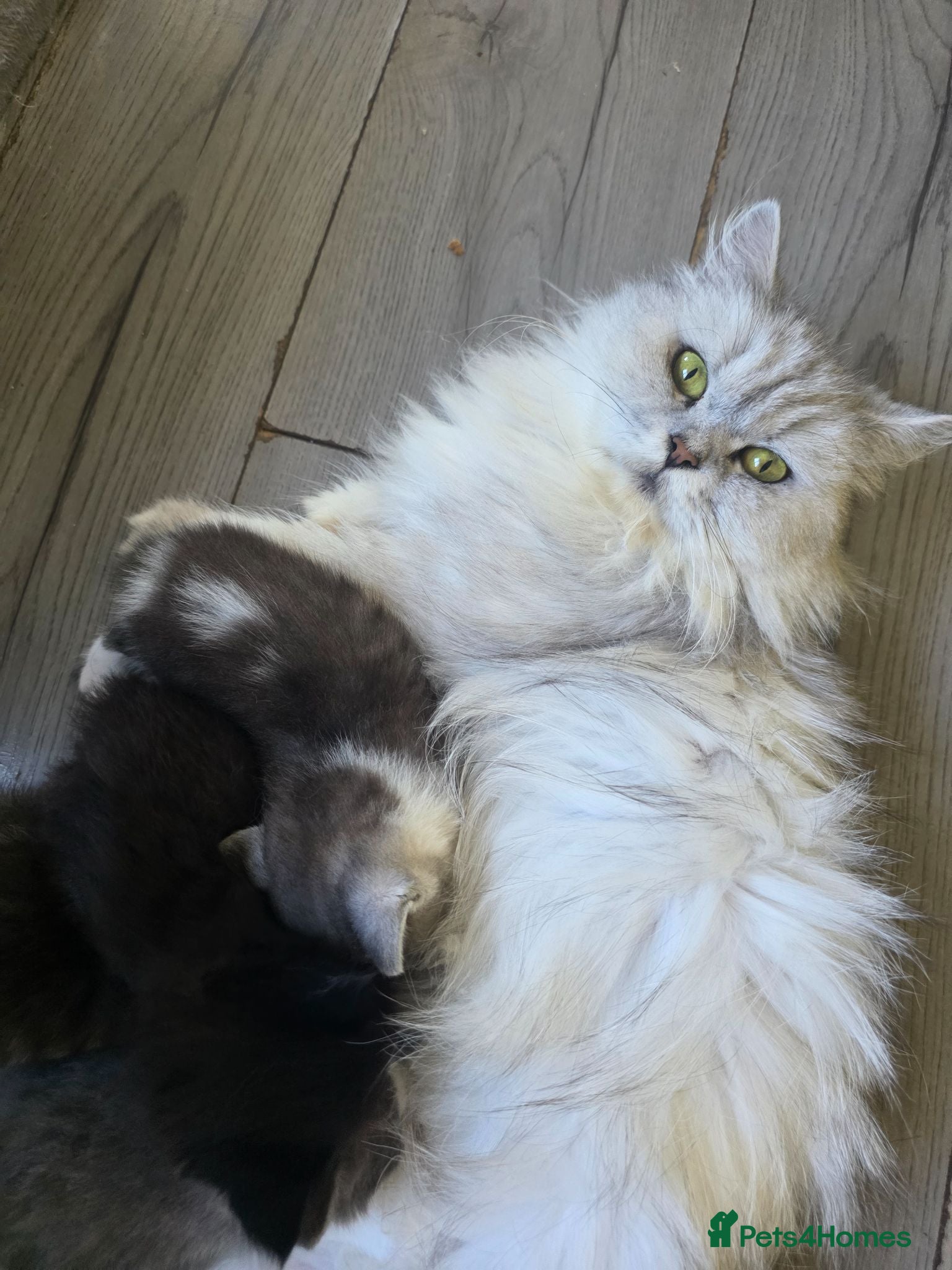 British Longhair cats Beautiful British long haired kittens - Advert 6
