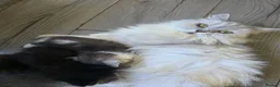 British Longhair cats for sale: Beautiful British long haired kittens - Advert 2