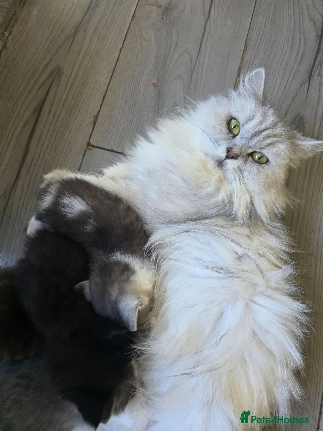 British Longhair cats for sale: Beautiful British long haired kittens - Advert 2