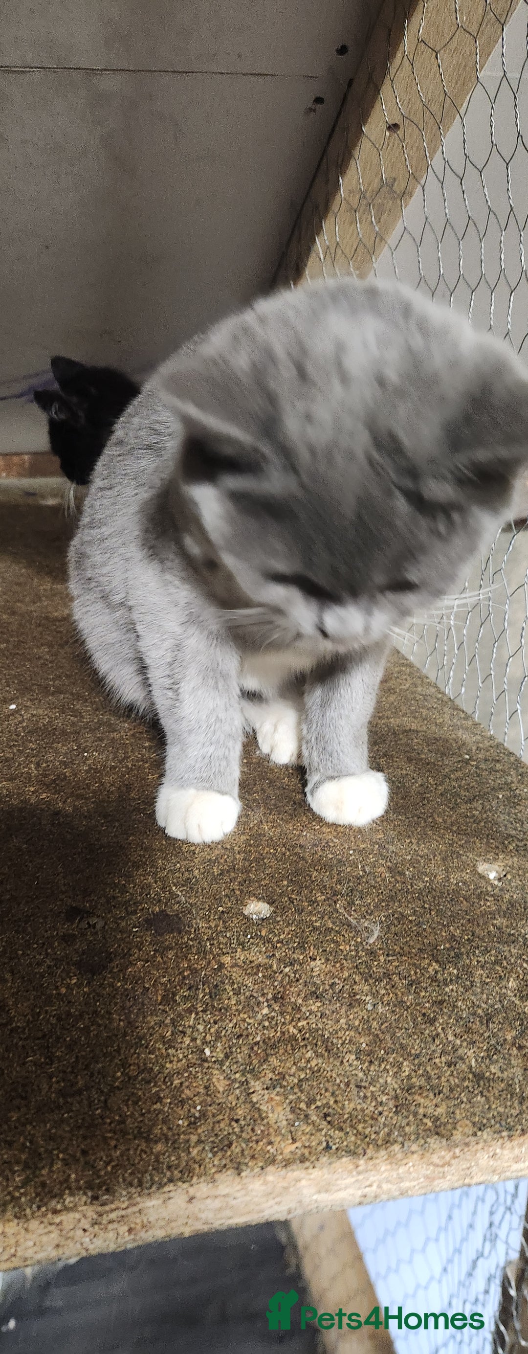 British Shorthair cats for sale: British Short-hair kitten - Image 5