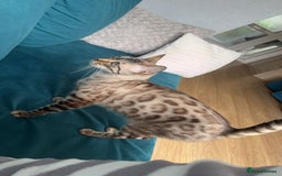 Bengal cats for sale: 3 Bengal kittens are looking for a new home 🏠 🐾 - Image 10