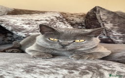 British Shorthair cats for sale: British Blue x kittens - Image 10