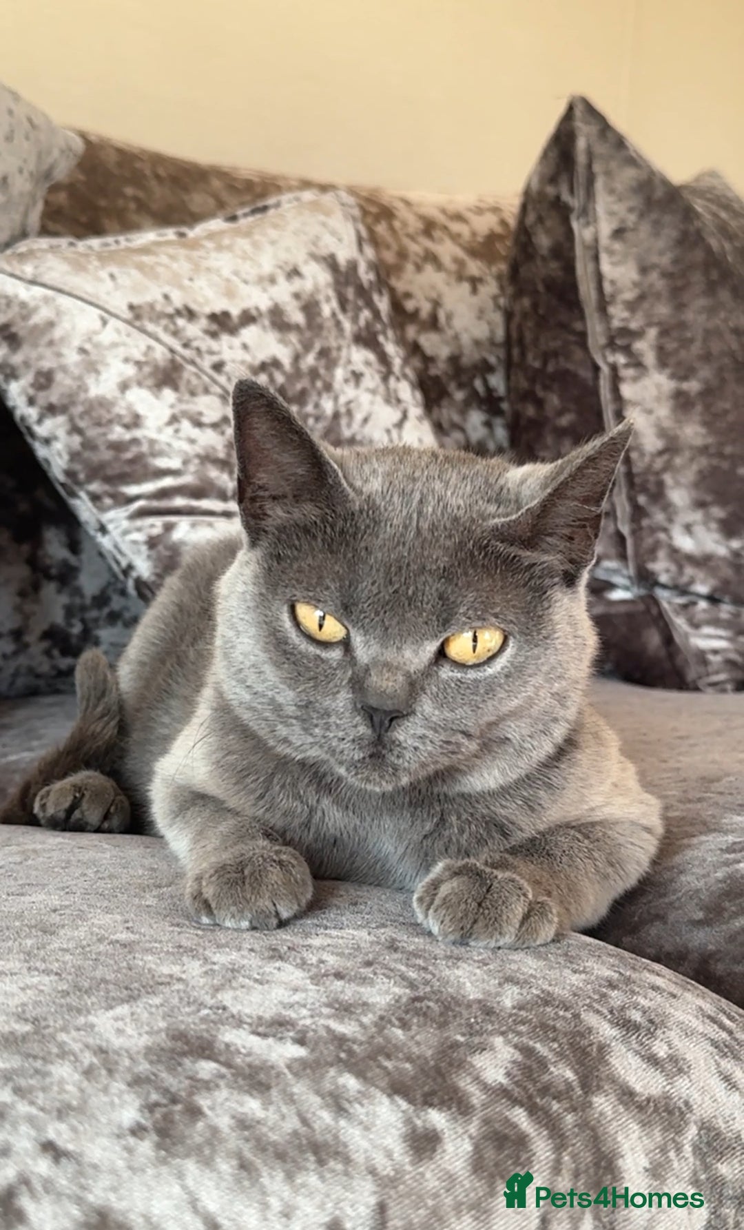 British Shorthair cats for sale: British Blue x kittens - Image 10