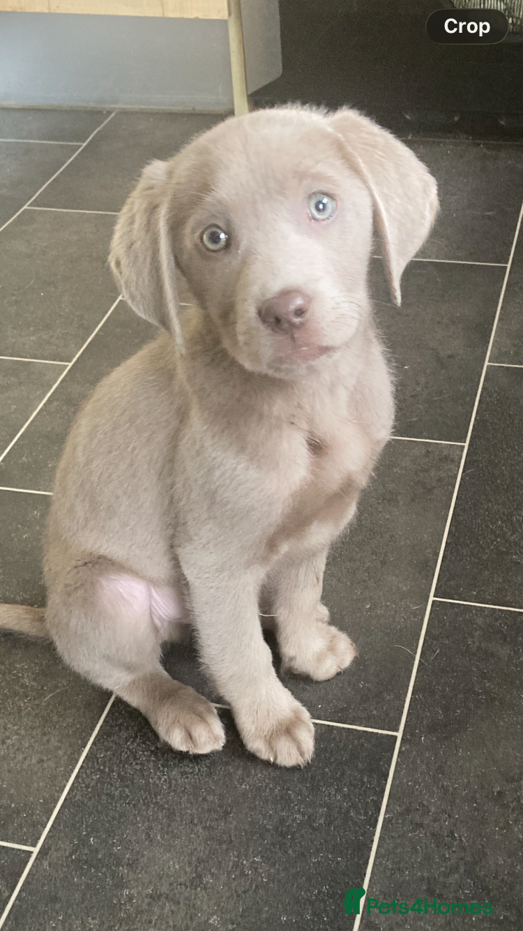 Labrador Retriever dogs Adorable KC (SILVER) labrador retriever puppies - Advert 9