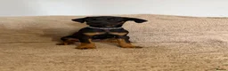 Dobermann dogs for sale: 1 FEMALE READY TO LEAVE NOW!! | Doberman pups!  - Advert 17