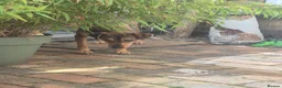 Mixed Breed dogs for adoption: Musu! - Advert 5