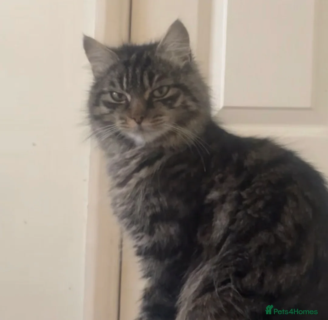 Mixed Breed cats for sale: KITTENS FOR SALEEEE in Peterborough - Advert 1