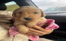 Goldador dogs for sale: Goldador puppies  - Advert 2