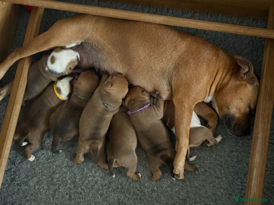 Staffordshire Bull Terrier dogs for sale: KC Staffordshire bull terriers 🧡🧡🏆🩸 REDS  - Image 19