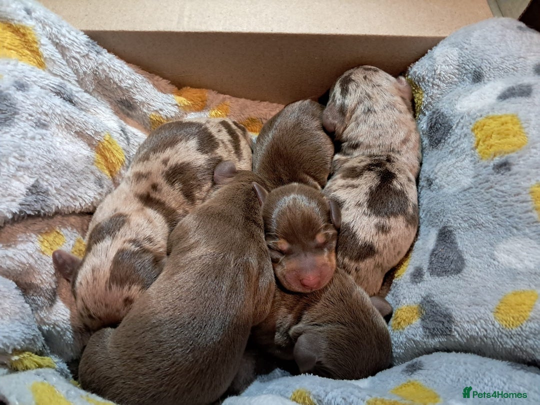 Dachshund dogs for sale: 4 absolutely gorgeous dachshund girls  - Advert 17