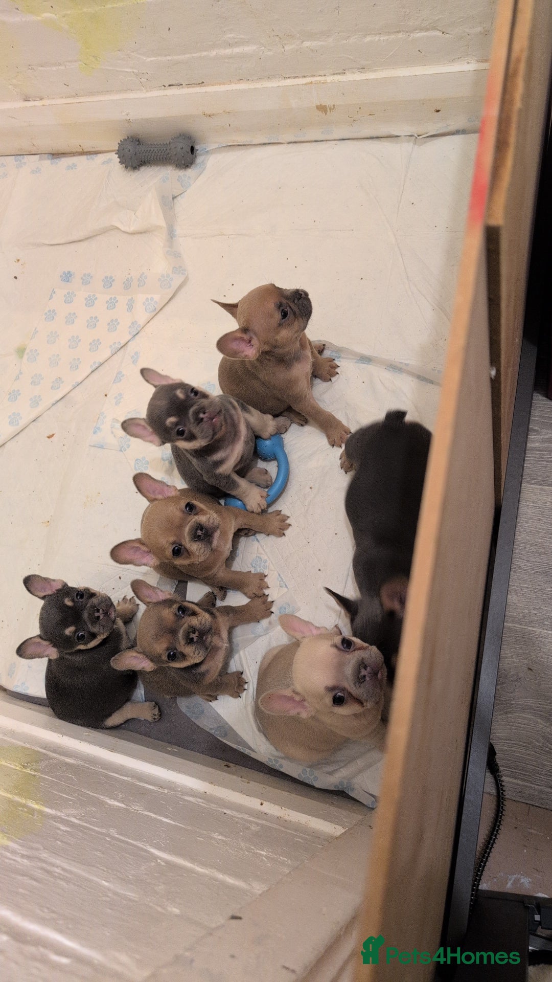 French Bulldog dogs for sale: Puppy frenchies - Advert 1