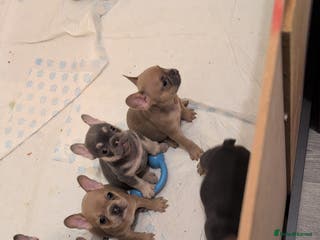 French Bulldog dogs Puppy frenchies - Advert 1