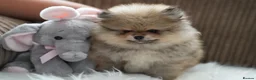 Pomeranian dogs for sale: Four small cute pups  - Advert 7
