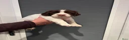 English Springer Spaniel dogs for sale: English springer Spanial  - Advert 7
