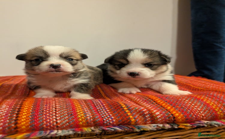 Welsh Corgi Pembroke dogs - Advert 2