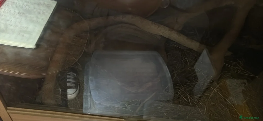 Corn Snake reptiles for sale: Corn snake for sale with enclosure - Advert 3