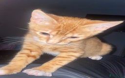 Arabian Mau cats for sale: Simba - Image 9