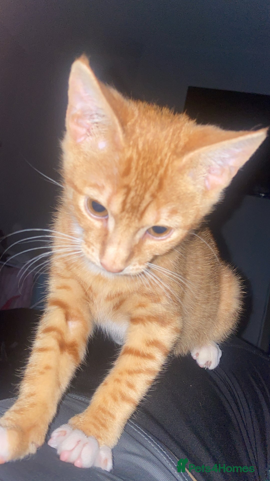 Arabian Mau cats for sale: Simba - Image 9