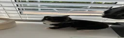Mixed Breed cats for sale: 5 beautiful kittens  - Advert 23