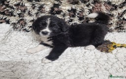 Mixed Breed dogs for sale: Bernewfie pups - Image 9