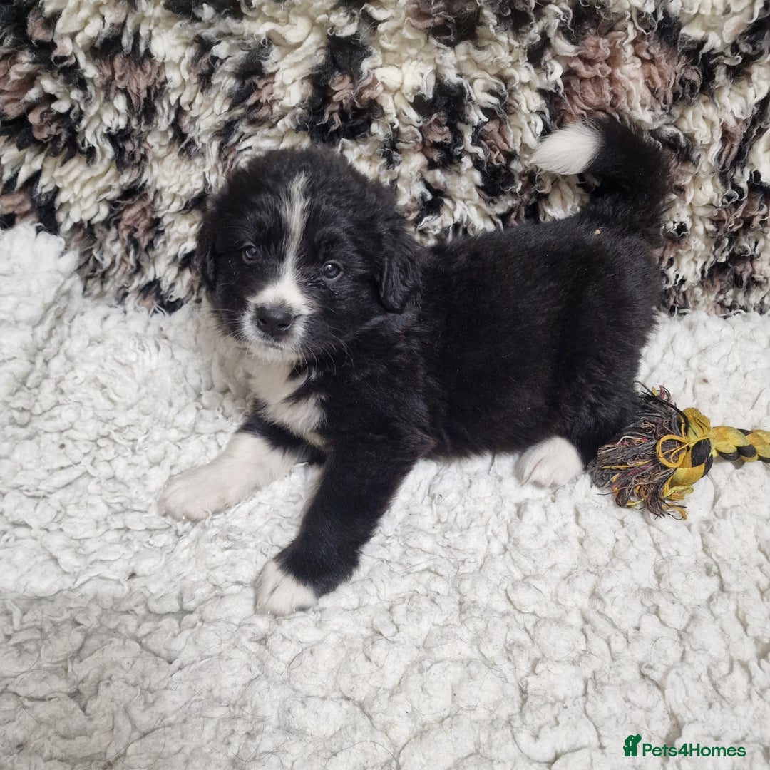 Mixed Breed dogs for sale: Bernewfie pups - Image 9