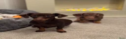 Dachshund dogs for sale: 5 beautiful pups in Pershore - Advert 15