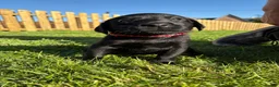 Labrador Retriever dogs for sale: Black labrador puppies KC registered. in Berwick-upon-Tweed - Advert 7