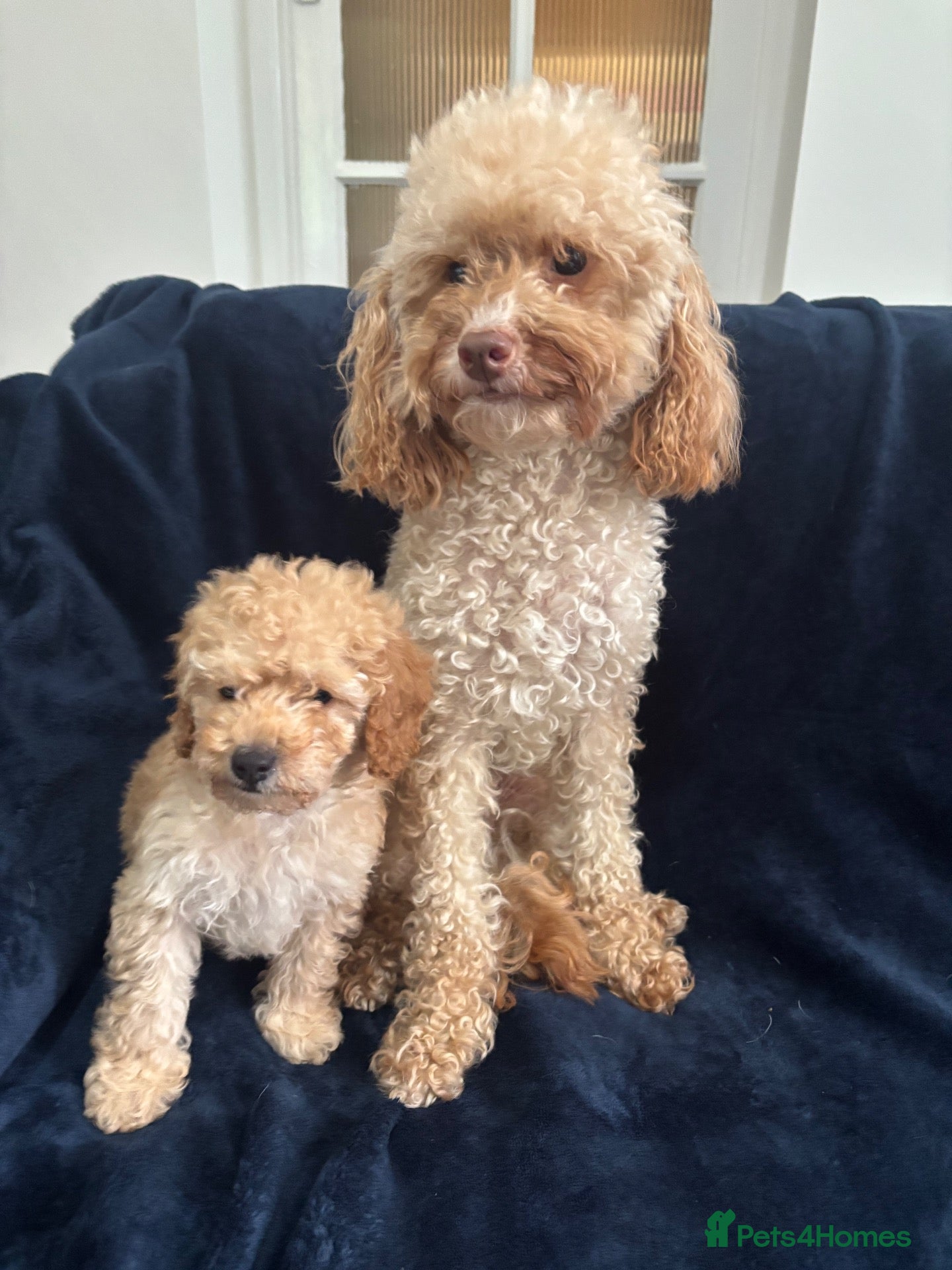Miniature Poodle dogs for sale: Apricot miniature poodle - Advert 19