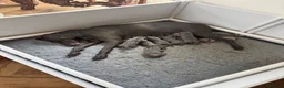 Weimaraner dogs for sale: KC Registered Weimaraner Puppies - Advert 18