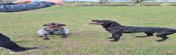 German Wirehaired Pointer dogs for adoption: Guppy - GWP x lab - Advert 4