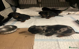 Dachshund dogs for sale: Mini dachshund puppies - Image 10