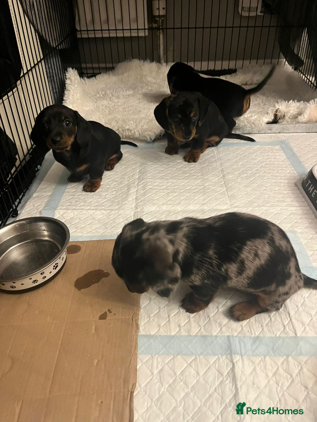 Dachshund dogs for sale: Mini dachshund puppies - Image 10