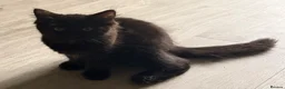 Maine Coon cats for sale: Maine coon kitten - Advert 8