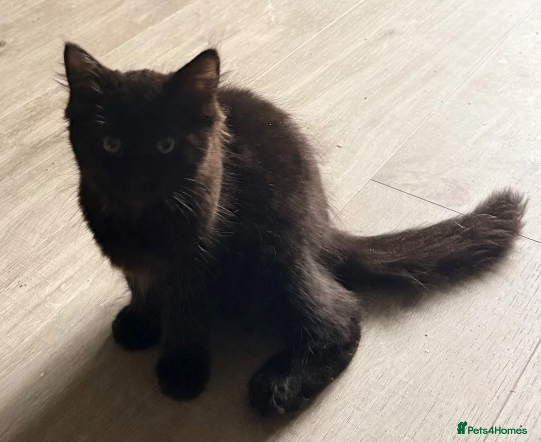 Maine Coon cats for sale: Maine coon kitten - Advert 8